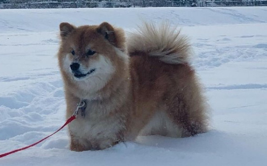 上班族养柯基还是柴犬比较好,如何整治柴犬的犟脾气