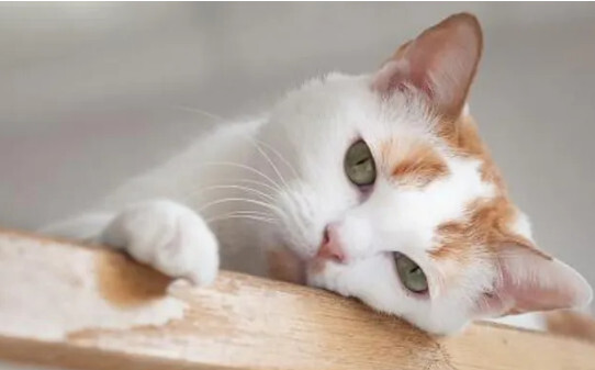 小小猫咪全身发抖是怎么回事,小猫身体一直轻微的抖为什么