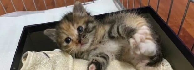 猫咪总是吐是怎么回事,猫咪呕吐是什么原因
