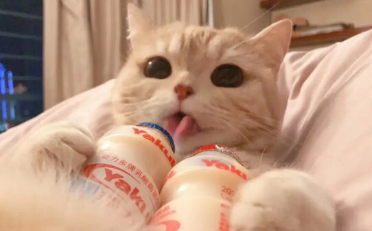 猫猫拉肚子拉稀怎么办