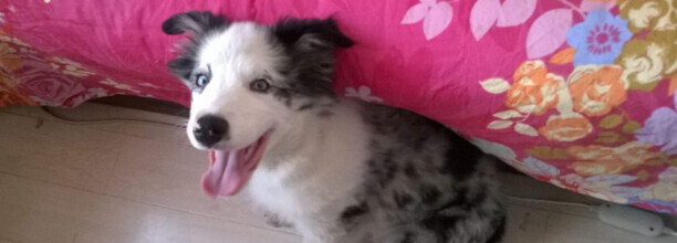 边牧犬分辨纯不纯的方法