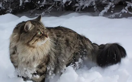 俄罗斯猫的品种有哪些-俄罗斯猫常见的五个品种