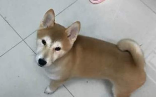 柴犬的性格到底有多固执,不养日本柴犬的理由