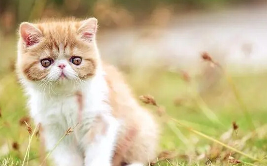 猫咪粘人什么原因,猫咪粘人12种的表现
