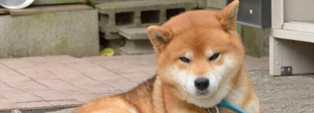 柴犬不让抱怎么办-柴犬信任主人的表现