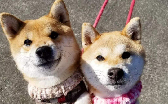 母柴犬发情期前有什么表现-柴犬喜欢主人的表现 母柴犬发情期前有什么表现-柴犬喜欢主人的表现