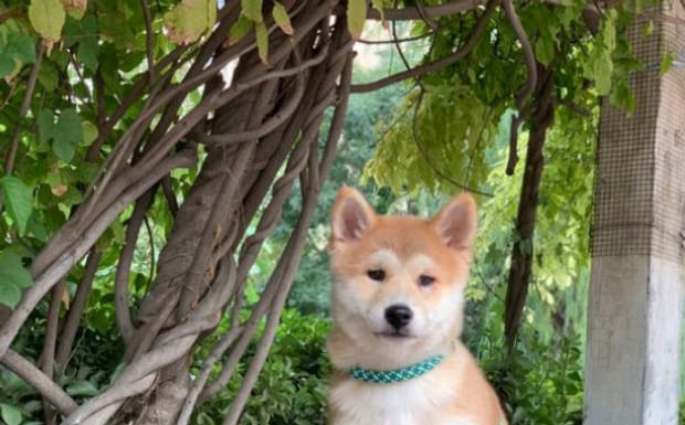 小柴犬喜欢咬人如何驯服-5个月柴犬咬主人怎么办 小柴犬喜欢咬人如何驯服-5个月柴犬咬主人怎么办