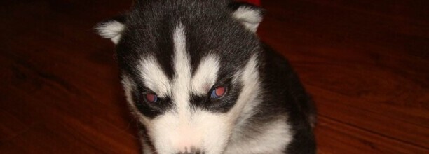 哈士奇成犬一般吃什么,哈士奇吃什么主食