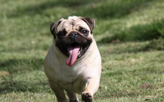 可以训练八哥吗,八哥犬怎么训练