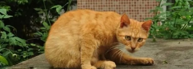 猫喜欢抓老鼠的原因-猫为什么天生就抓老鼠