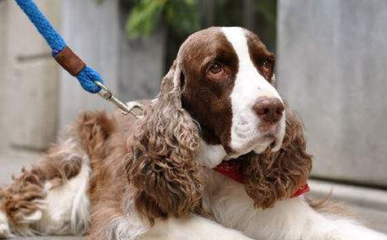史宾格犬训练方法和技巧-史宾格犬怎么训练