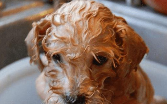 幼犬能不能洗澡,小狗可以洗澡吗 幼犬能不能洗澡,小狗可以洗澡吗