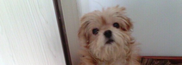 三个月柴犬到处拉尿如何办,狗狗到处拉屎拉尿怎么办