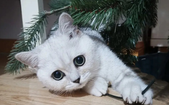 猫能听懂人说话吗,猫咪能听懂主人说话吗
