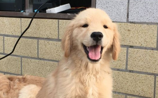 金毛犬训练方法,怎样训练金毛狗