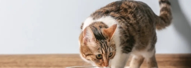 猫吃大虾好吗,猫咪可以吃虾肉吗