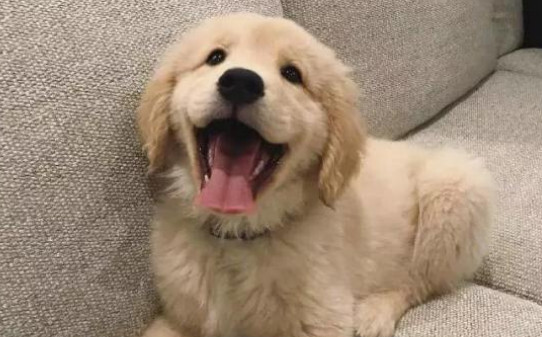 金毛犬训练方法,怎样训练金毛狗