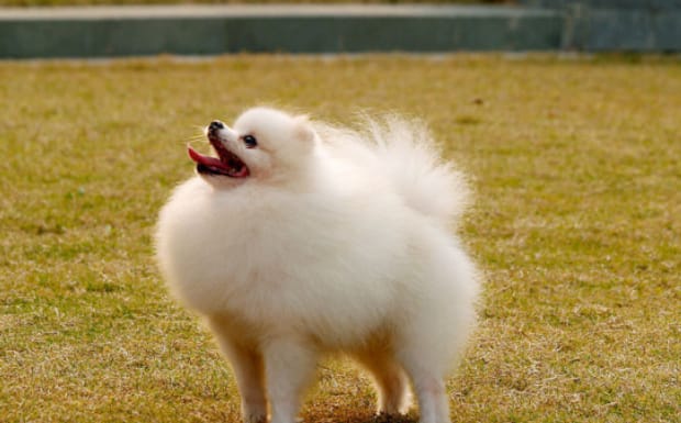 七个月的博美狗狗怎么训练,博美犬的训练方法 七个月的博美狗狗怎么训练,博美犬的训练方法