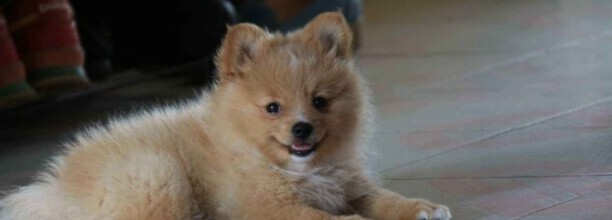 狗狗犬瘟有哪些症状,犬瘟热临床症状