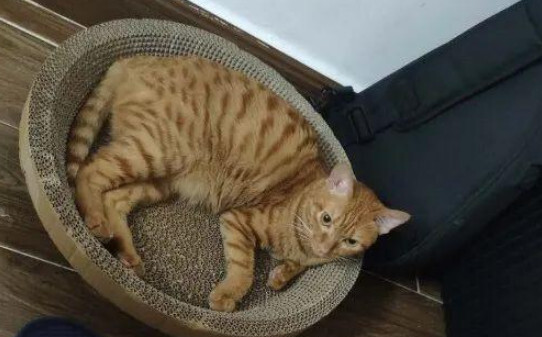 猫咪晚上可以关在笼子里吗-猫晚上睡觉是关在笼子里还是放在外面 猫咪晚上可以关在笼子里吗-猫晚上睡觉是关在笼子里还是放在外面