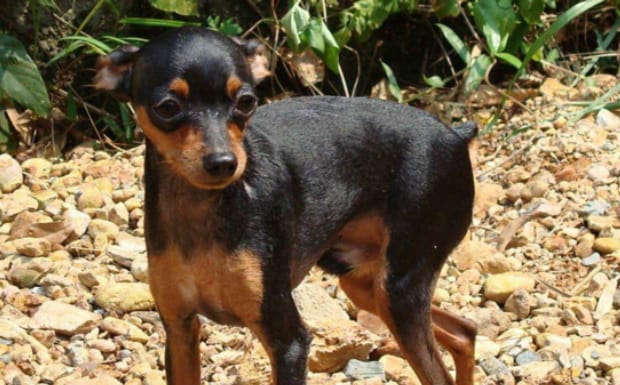 杜宾犬怎么训练-怎样训练杜宾犬