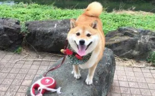 柴犬能活到几岁啊,柴犬的寿命