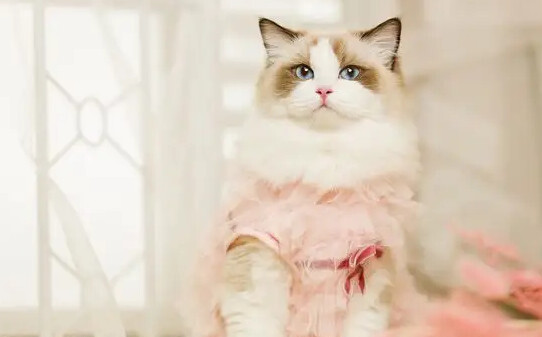 猫咪粘人什么原因,猫咪粘人12种的表现