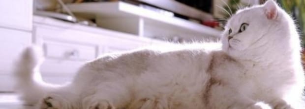 猫咪摇尾巴表示什么,猫咪一直摇尾巴是什么意思
