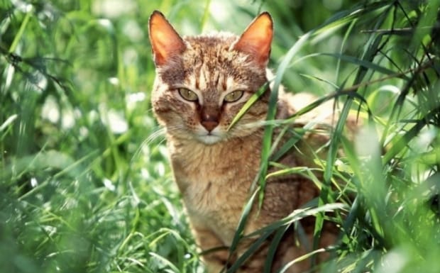 冬天野猫会冻死吗-野猫冬天会不会冻死