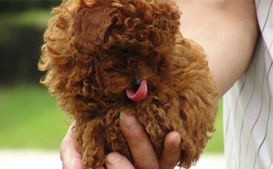 泰迪犬爱叫吗,泰迪见生人总叫怎么办