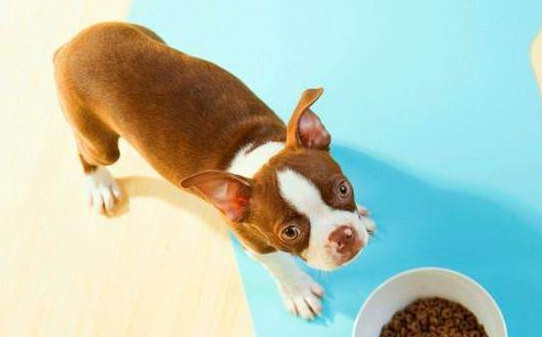 斗牛犬怎么养,法斗犬的饲养方法