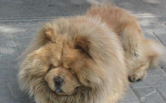 松狮凶不凶-松狮犬的训练方法
