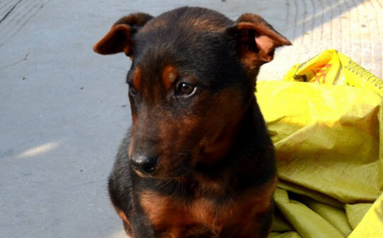 如何才能把马犬饲养好-怎样喂养与训练马犬