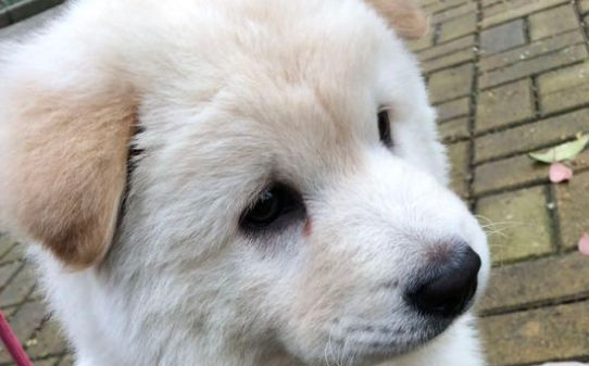 泰迪犬一天多没大便了有问题吗,狗出门一小时不拉屎 泰迪犬一天多没大便了有问题吗,狗出门一小时不拉屎