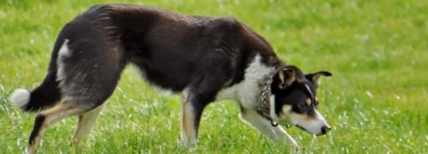 德牧怎么训练,牧羊犬的训练方法 德牧怎么训练,牧羊犬的训练方法