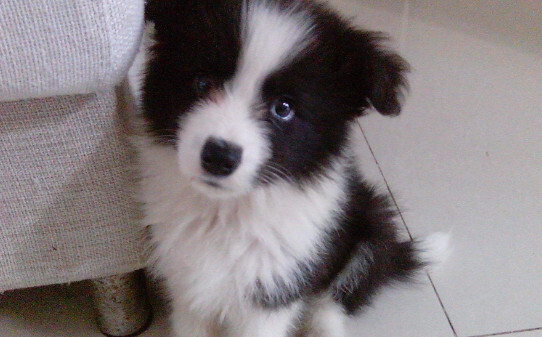 边牧如何训练,边牧犬怎么训练