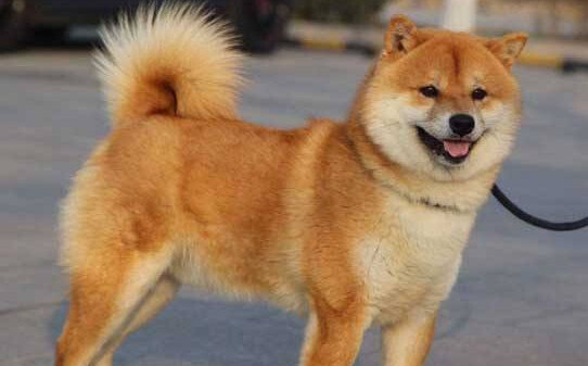 五万的柴犬与两千的柴犬的区别-2000买柴犬靠谱吗