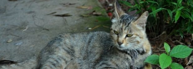 猫咪品种-抖音十大网红猫第一简直成精了
