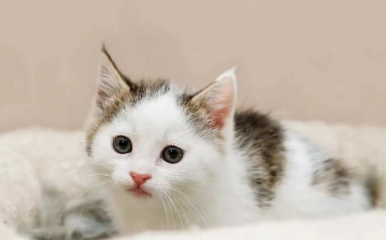 小奶猫可以喝纯牛奶吗,小奶猫能喝纯牛奶吗