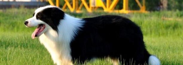边牧犬一般长多大,边牧能长多大