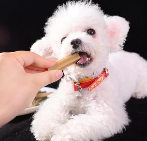 比熊犬怎么训练大小便 比熊犬怎么训练大小便