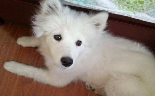 怎么训练银狐犬-银狐犬最聪明的训练方法 怎么训练银狐犬-银狐犬最聪明的训练方法