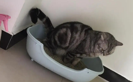 猫尿闭在家如何治,猫咪尿闭在家怎么处理 猫尿闭在家如何治,猫咪尿闭在家怎么处理