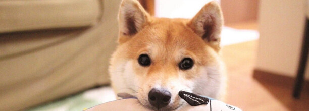 纯种柴犬与非纯种的区别-500元买个柴犬可能吗
