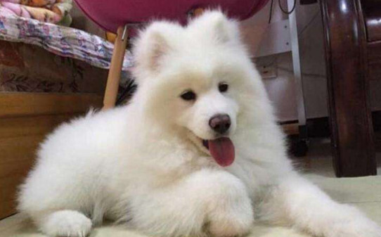小狗犬瘟热怎么治疗,犬瘟热后期治疗方法