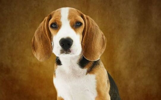 ​如何训练比格犬-比格犬怎么训练