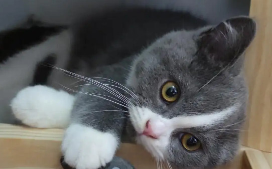 养猫能灭鼠么,宠物猫抓老鼠吗