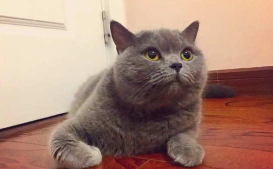 全身灰色的猫是什么品种-灰色猫咪是什么品种