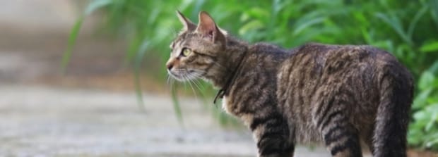 狸花猫发腮好还是不发腮好-狸花猫会发腮吗