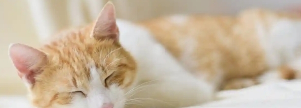 猫嗯嗯叫是怎么回事-猫咪嗯嗯叫是什么意思